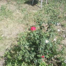 ���, ������, 64 ����