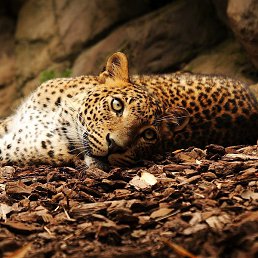 �����, �����������, 26 ���