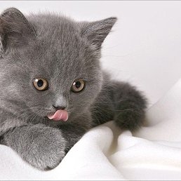 �����, ������, 52 ����