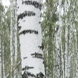 �������, ������, 73 ����