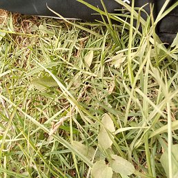 ������, �������, 36 ���