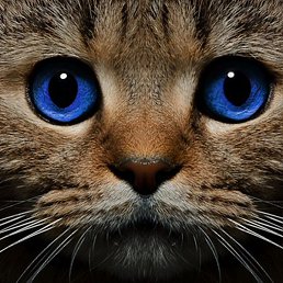 ����, �����������, 29 ���