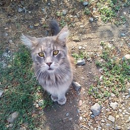 ���������, ���������, 44 ����