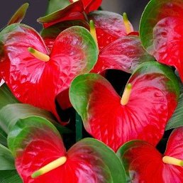 E����, ������, 62 ����