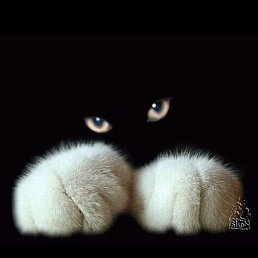 �������, �����, 70 ���