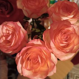 ����, ���������, 53 ����