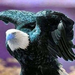 Ali, ����������, 38 ���