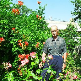 �������, �������, 72 ����