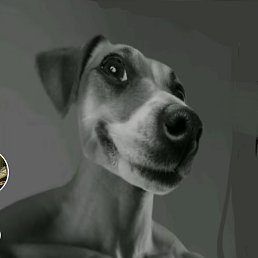 �����, �����, 39 ���