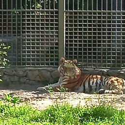 ����, ������, 37 ���