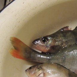 ���������, �������, 47 ���