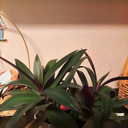 ���������, ����-���������, 34 ����