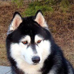 �� ���, ������, 37 ���