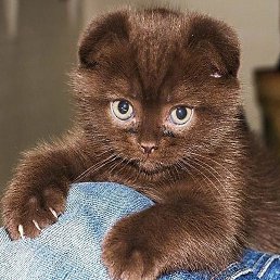 ������, �����, 48 ���