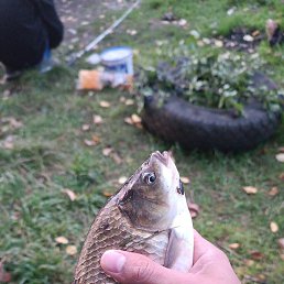 ����, ������, 41 ���