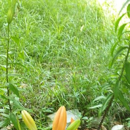 ���������, ������, 39 ���