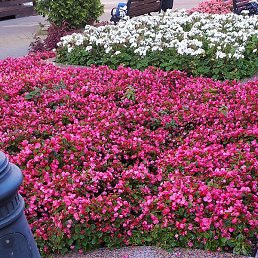 ������, �����, 46 ���