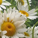 ���� Leyla, ����, 30 ��� - ��������� 17 ���� 2023