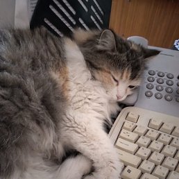 �������, ������-��-����, 50 ���