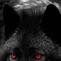 Starik, ������, 42 ����