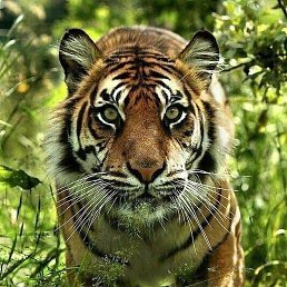 ����, �����, 50 ���