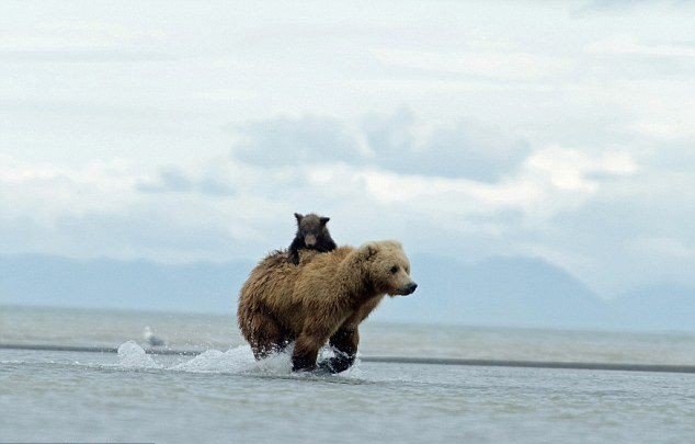    .        Katmai National Park ... - 2