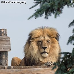 Singh Ji, ��������, 29 ���