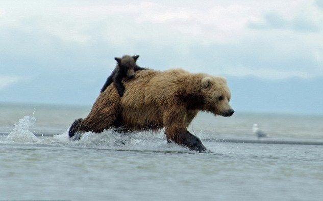    .        Katmai National Park ... - 6