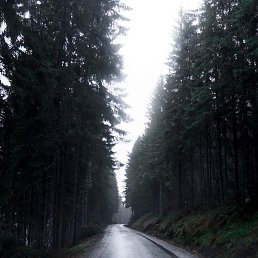 �����, �������, 51 ���