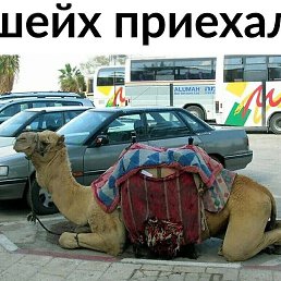 �������, ������, 43 ����