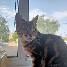 ������, ������, 43 ����