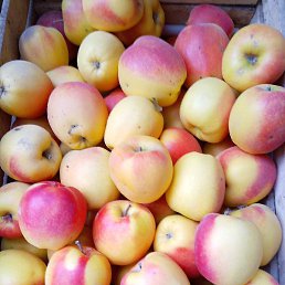 �����, �������, 35 ���