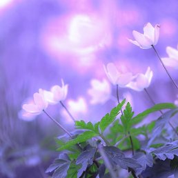 �����, ������