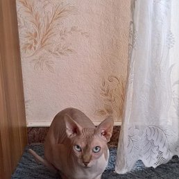 �������, ������, 49 ���