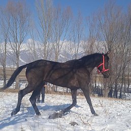 Alibredli, ������, 27 ���