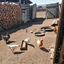 �����, �����������, 25 ���