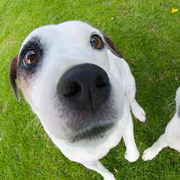 ���, ����, 41 ���