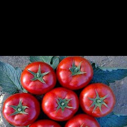 �����, ����������, 50 ���