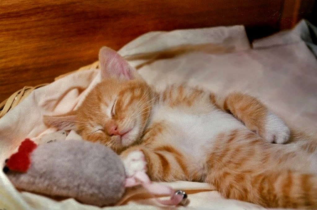 Осторожно, глазки закрываются... Следующая станция — доброе утро!!!)