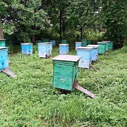 ������, �����������, 71 ���