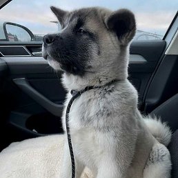 Fara, �����, 31 ���