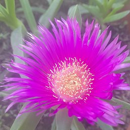 Qalib, ����, 55 ���