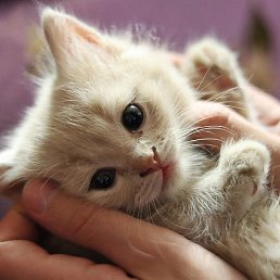 ˸��, �������, 21 ���