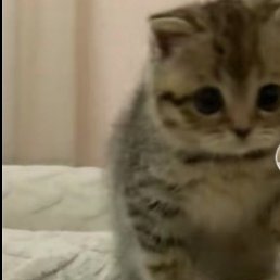 �����, ������, 37 ���