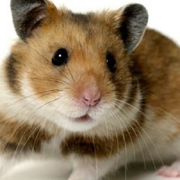 ������, �����-���������, 40 ���