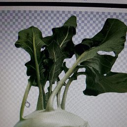 Xender, �����������, 37 ���