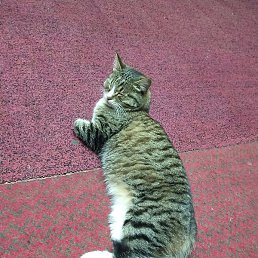 �����, ����������, 59 ���