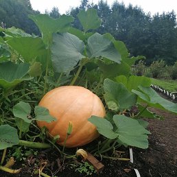 ���� �����, �������, 52 ���� - ��������� 30 ������� 2023