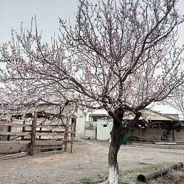 Bek, �������, 31 ���