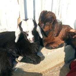 �����, �����-���������, 40 ���